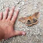 Rainmaker Campground