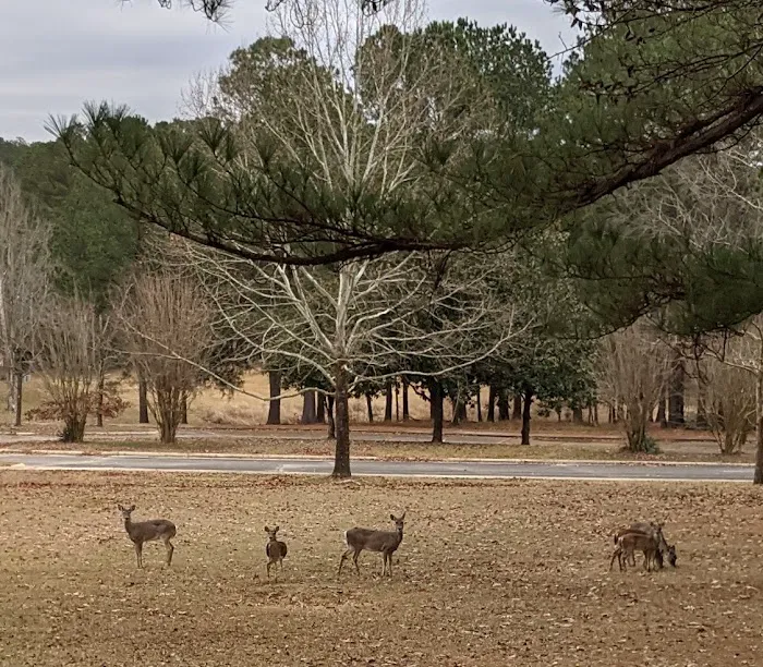 Piney Grove Campground Picture 10