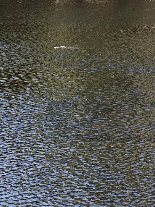 Somewhere In Time Picture 10