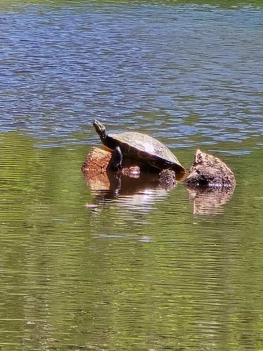 Suwannee River Rendezvous Resort Picture 3