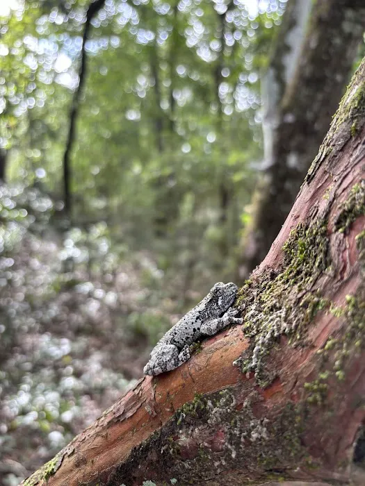 Peacock Slough River Camp Picture 4