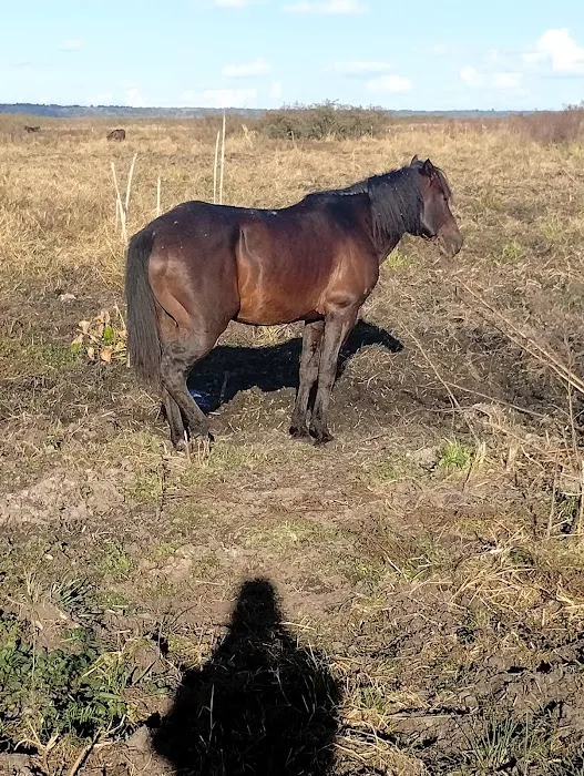Paynes Prairie Camping Picture 5