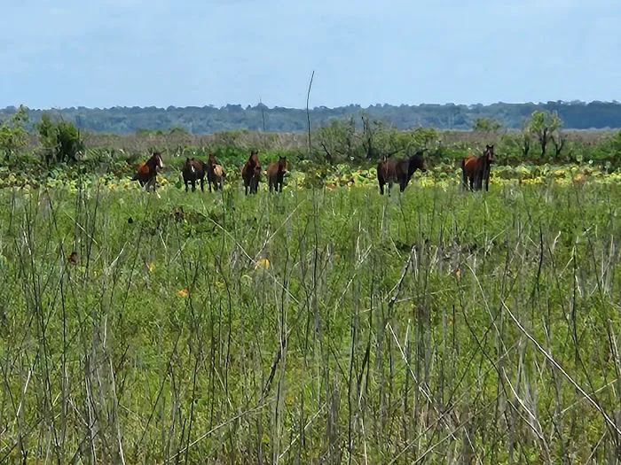 Paynes Prairie Camping Picture 1