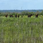 Paynes Prairie Camping