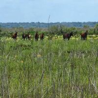 Paynes Prairie Camping ico