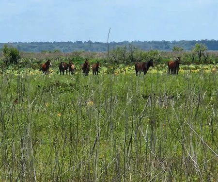 Paynes Prairie Camping