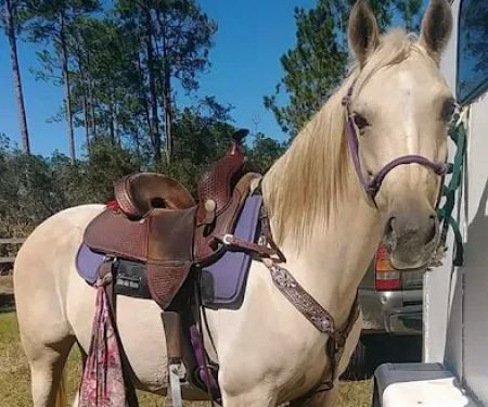 Tram Road Equestrian Campground