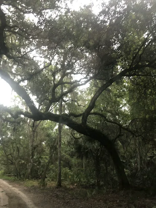 Lake George Barrs Hammock Campsite of St Johns River WMD Picture 8