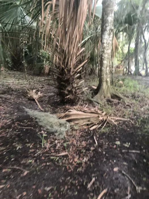 Lake George Barrs Hammock Campsite of St Johns River WMD Picture 4