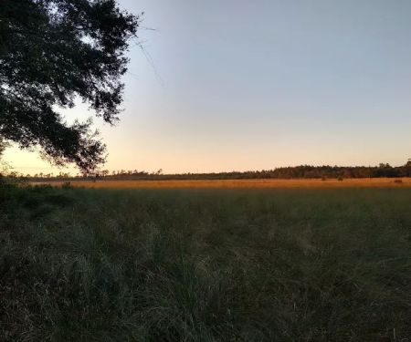 Hopkins Prairie Campground