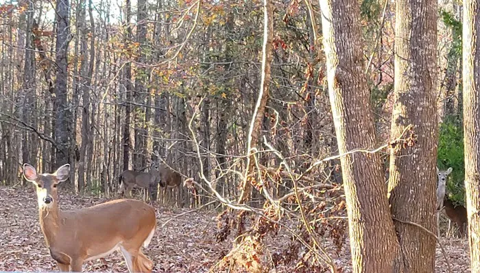 Deerlick Creek Campground Picture 9