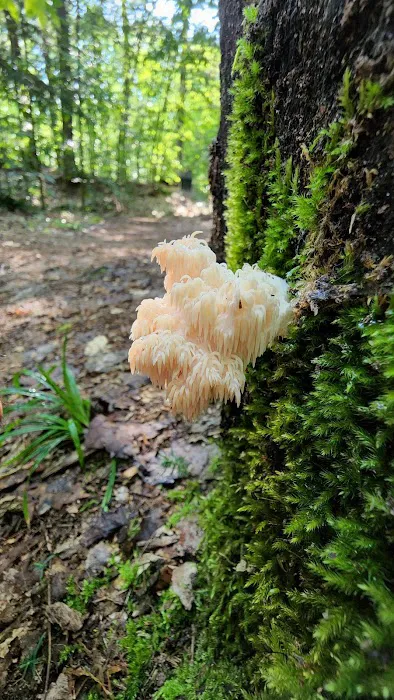 Hardwood Campsite On Grand Island Picture 1