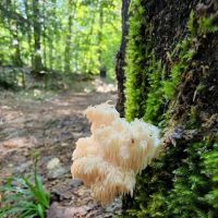 Hardwood Campsite On Grand Island ico
