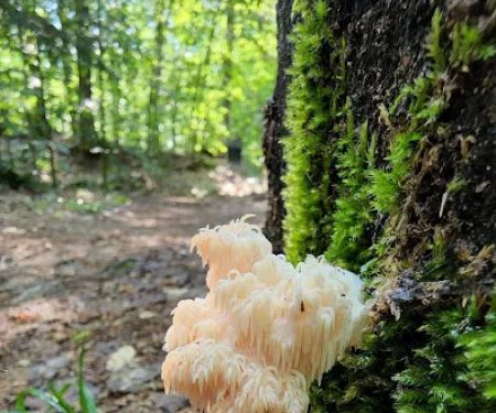 Hardwood Campsite On Grand Island