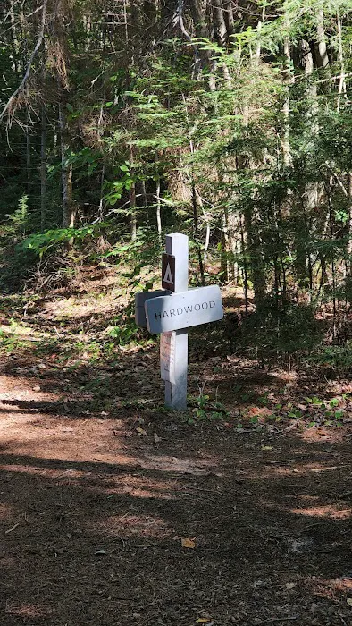 Hardwood Campsite On Grand Island Picture 4