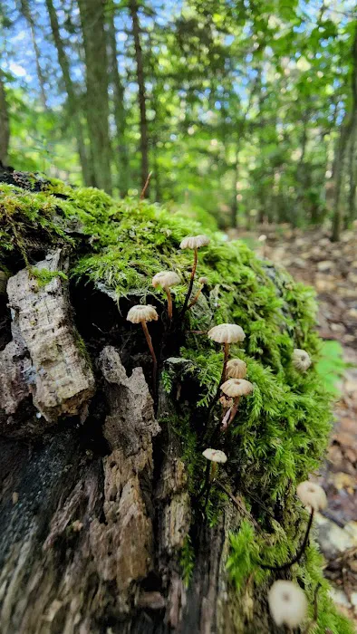 Hardwood Campsite On Grand Island Picture 2