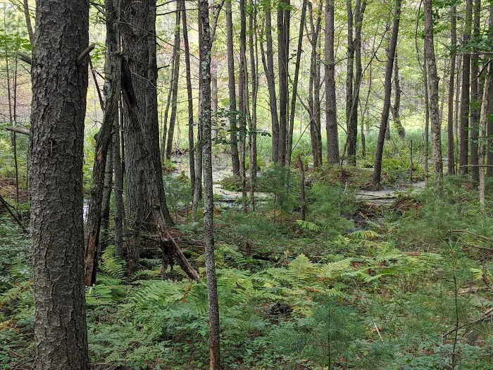 McMullen Memorial County Park Picture 7