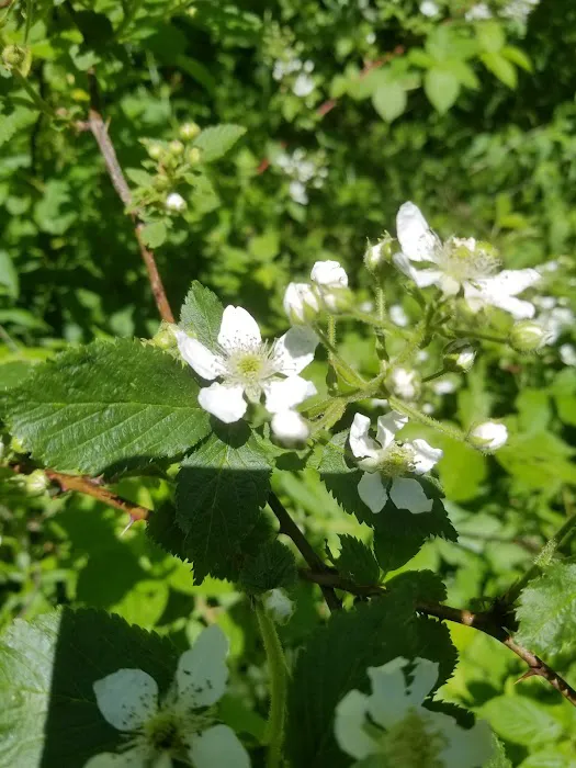 Leon Valley Campground Picture 1