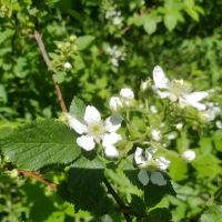 Leon Valley Campground ico