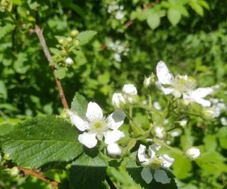 Leon Valley Campground