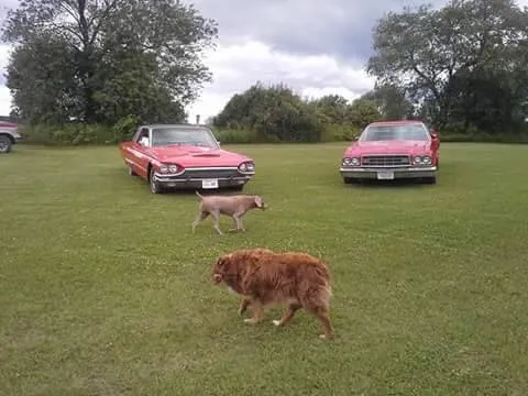 Iola Car Show Campgrounds Picture 1