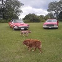 Iola Car Show Campgrounds ico