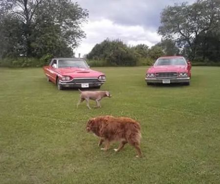 Iola Car Show Campgrounds