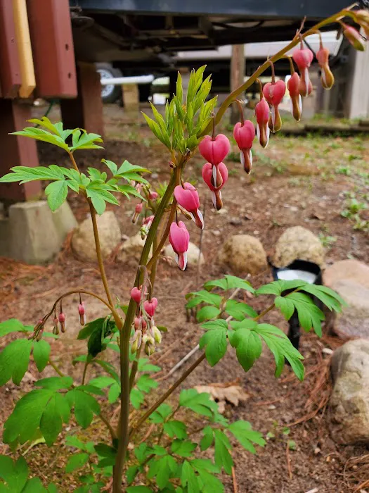 Iola Pines Campground Picture 4