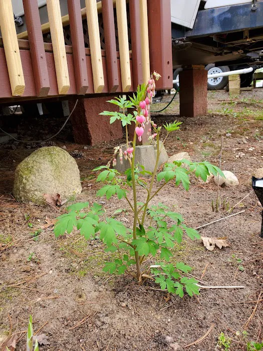 Iola Pines Campground Picture 6