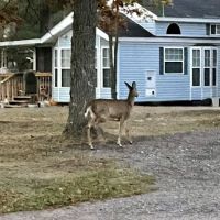 Crane Berry Campground, LLC ico