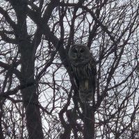 Salty cedar cabins ico