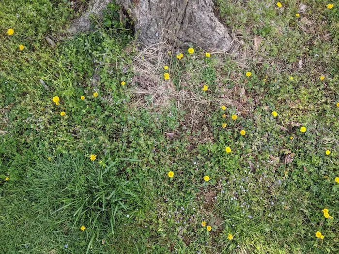 Cinco de Mayo Campground Picture 9