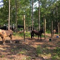 Wrangler Horse Camp ico