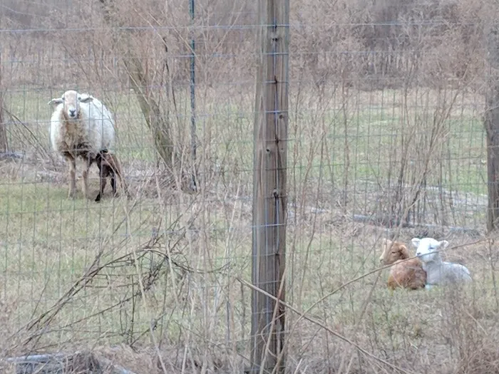 Home Field Advantage Farmstead Picture 8