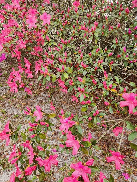 Old Town Campground Picture 9