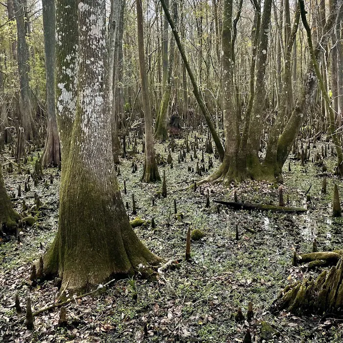 Manatee Springs State Park Campground Picture 3