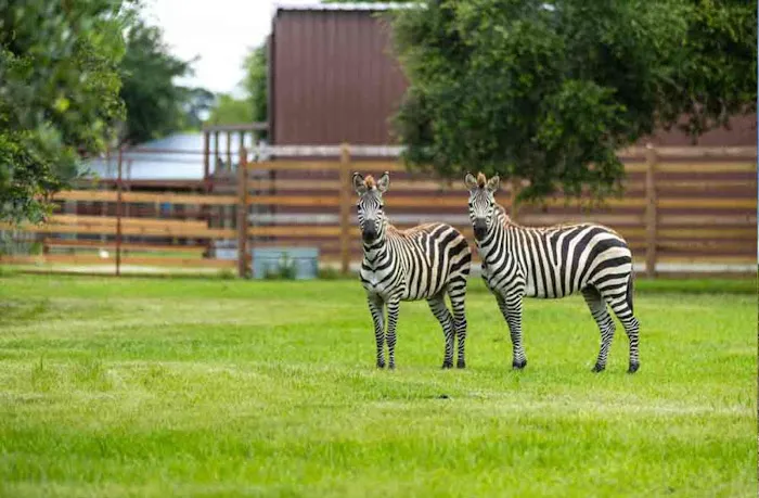 Wild Adventures Safari Campground Picture 3