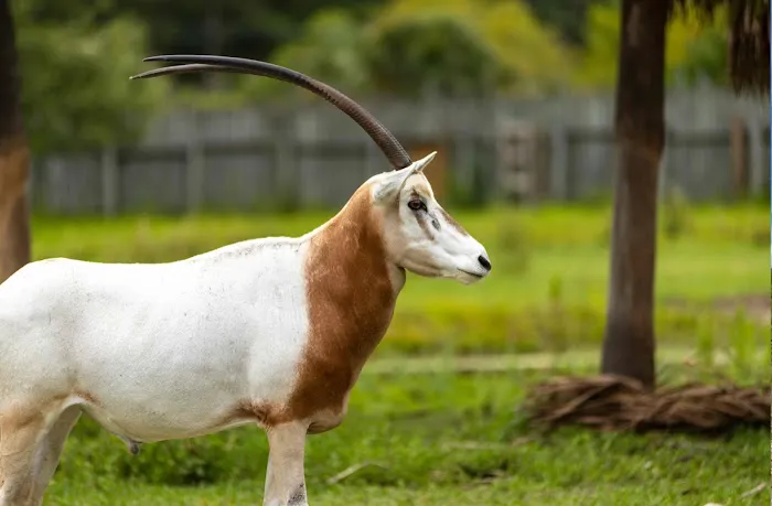 Wild Adventures Safari Campground Picture 6