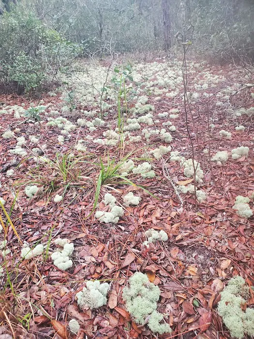 Bennett Field Group Camp Picture 4