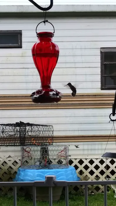 Powell's Campground Picture 6