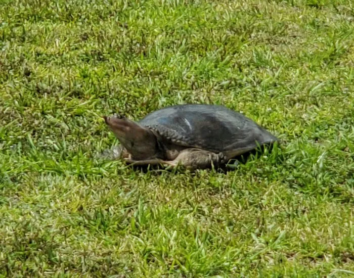 Powell's Campground Picture 9