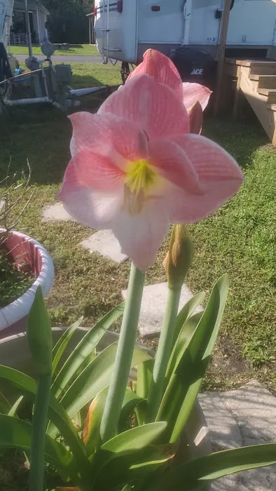 Powell's Campground Picture 4