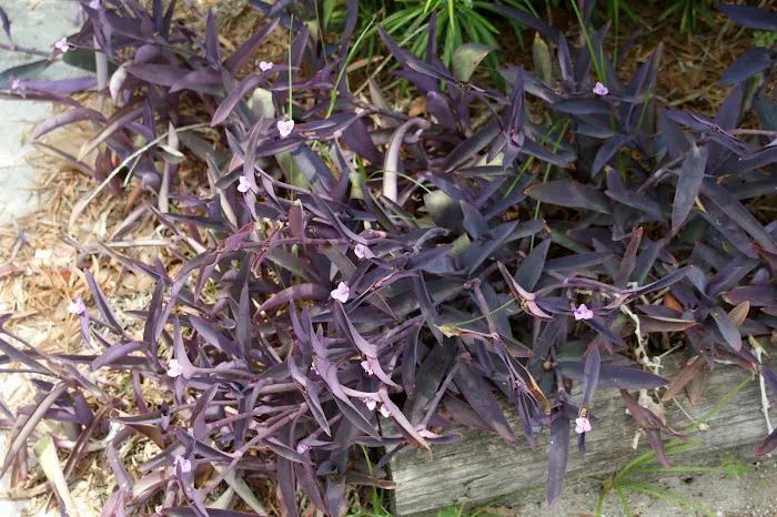 Wildwood Campground Picture 3