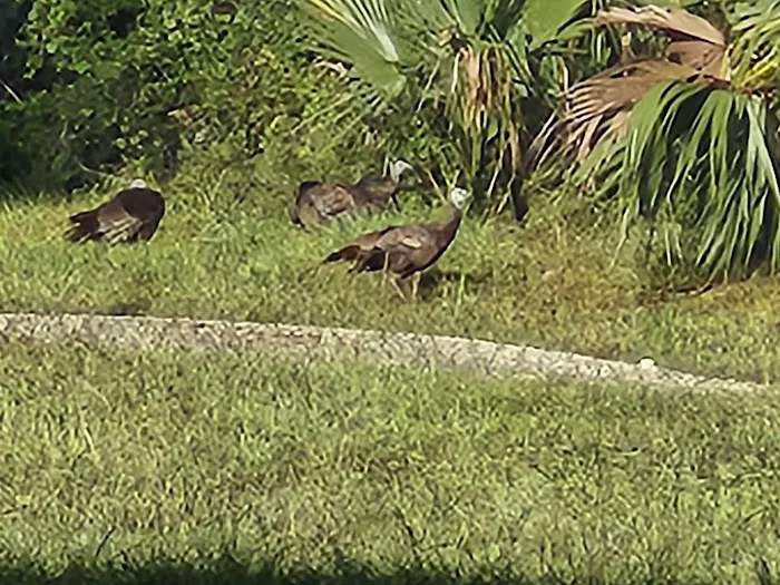 River Forest Group Camping Picture 5