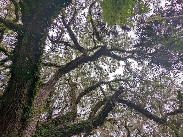 River Forest Group Camping Picture 8