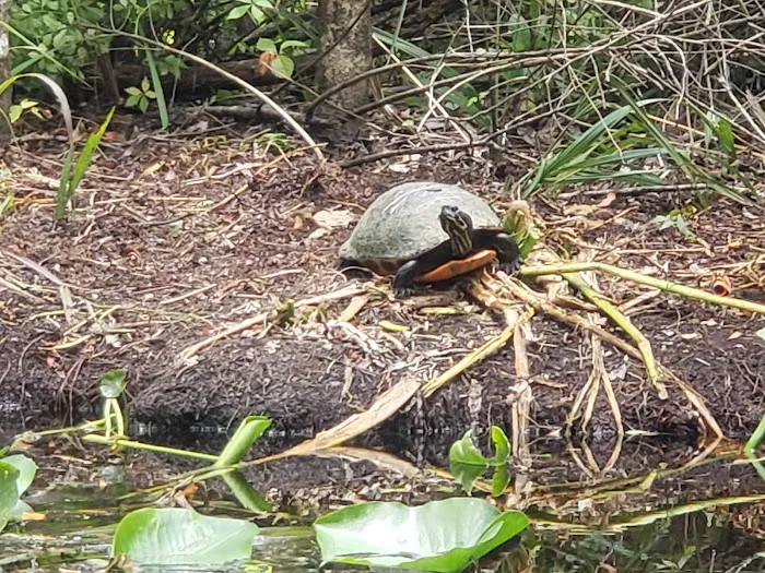 Alexander Springs Recreation Area Picture 8