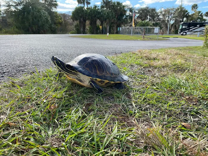 St. John's River Marina & RV Resort Picture 9