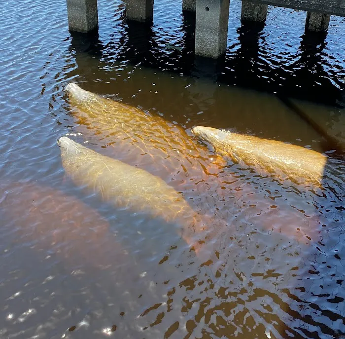 St. John's River Marina & RV Resort Picture 7