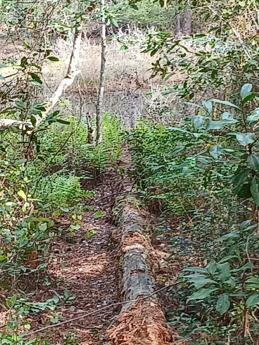 Fore Lake Campground/Silver Springs Picture 10