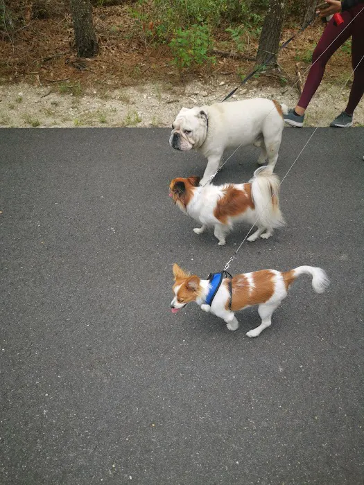 Primative camping spot Picture 10